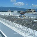 China factory Stainless steel Anti Bird wire barriers & Pigeon spikes